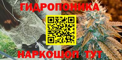 гидра Будённовск